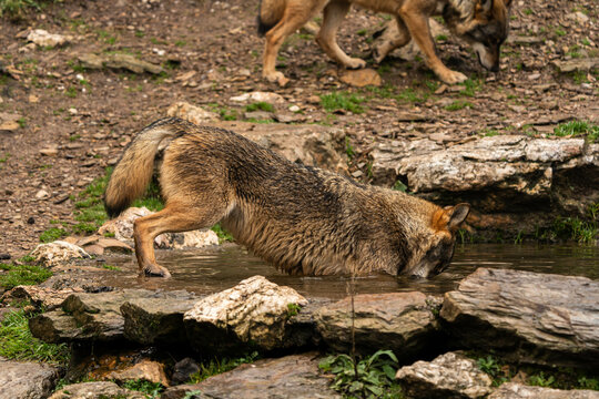 Close-up photo of an Iberian wolf taking a bath in an artificial pond built by the farmers in the mountain so their animals can stop and drink during summer.