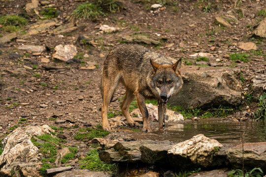 Close-up photo of an Iberian wolf drinking water from an artificial pond built by the farmers in the mountain so their animals can stop and drink during summer.