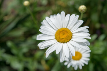 Obraz na płótnie Canvas daisy flower