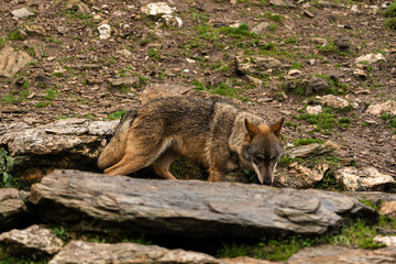 Naklejka na ściany i meble Close-up photo of an Iberian wolf drinking water from an artificial pond built by the farmers in the mountain so their animals can stop and drink during summer.
