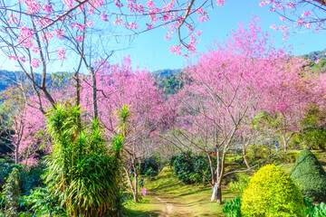 Naklejka premium Blossom of Wild Himalayan Cherry flower in Chiang Mai