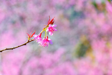 Blossom of Wild Himalayan Cherry flower in Chiang Mai