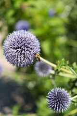globe thistles (one with bumblebee) in the park