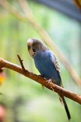 Pequeno pássaro azul