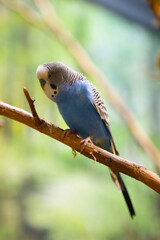 Pequeno pássaro azul