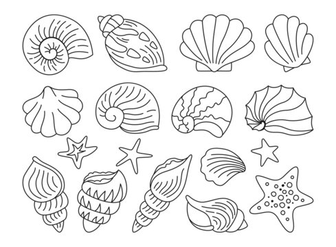 Seashells doodle hand drawn set. Ocean marine shell, starfish spiral mollusk, conch sink. Tropical travel under water design elements outline collection. Contour kit isolated vector illustration