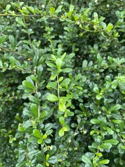 Fototapeta na wymiar fresh green Carmona retusa leaves in nature garden