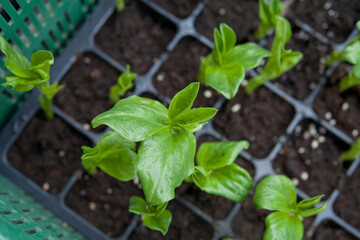 Broad Beans  - seedlings of delicious vegetable, grown from seeds in multitray.