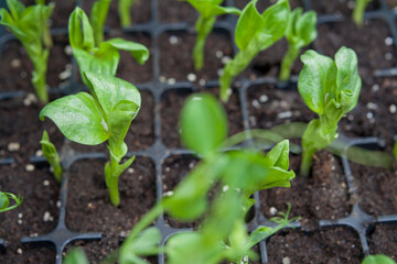 Broad Beans  - seedlings of delicious vegetable, grown from seeds in multitray.