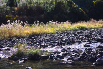 小川沿いの初冬の風景	