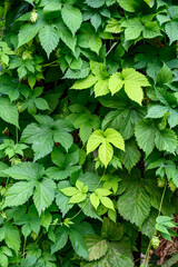 Wall of flowering hops plant vines growing on supports, green foliage, nature background
