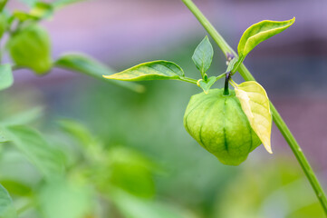 Tomatillo, or Mexican Husk Tomato, growing in a kitchen garden, a tasty ingredient 
