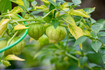 Tomatillo, or Mexican Husk Tomato, growing in a kitchen garden, a tasty ingredient 
