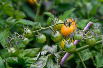 Small tomatoes growing in a kitchen garden, cluster of tomatoes from dark green to orange
