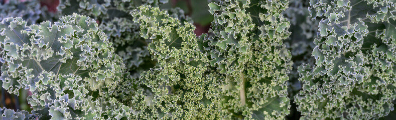 Dark green ruffled kale growing in a kitchen garden, a healthy addition to salads and other meals
