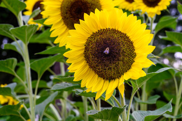 Honeybee pollinating a beautifully bright backlit classic sunflower growing in a garden
