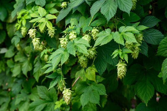 Wall of flowering hops plant vines growing on supports, green foliage, nature background
