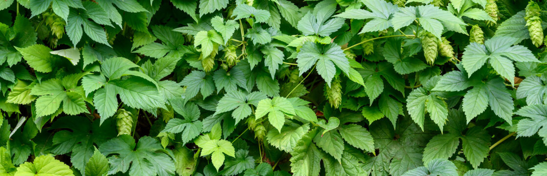 Wall of flowering hops plant vines growing on supports, green foliage, nature background
