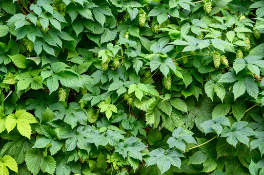 Schlingpflanze Bilder Durchsuchen 10,762 Archivfotos,