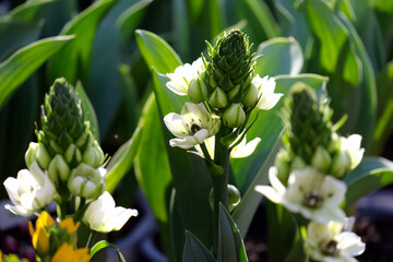 Star-of-Bethlehem or Ornithogalum (lat. - Ornithogalum dubium)