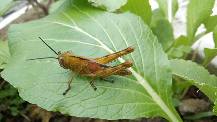grasshopper on the leaf