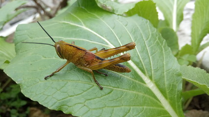 grasshopper on the leaf