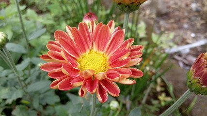 Fototapeta premium flower like sun