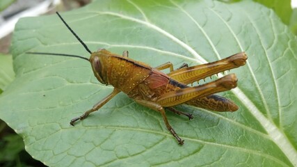 grasshopper on the leaf
