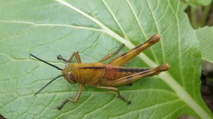 grasshopper on the leaf