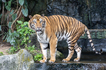 Obraz premium Close up bengal tiger is beautiful animal and dangerous in forest