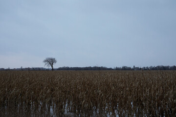 Tree in Cornfield_Winter