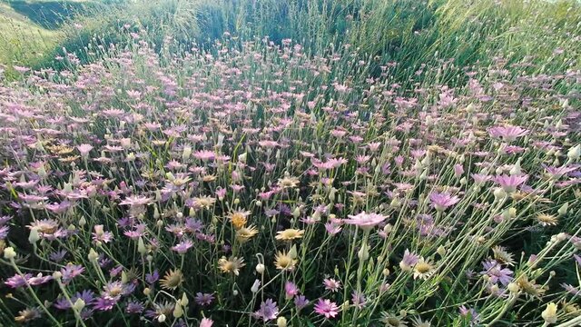 purple wild flowers on the hill
