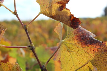 Folhas de uva