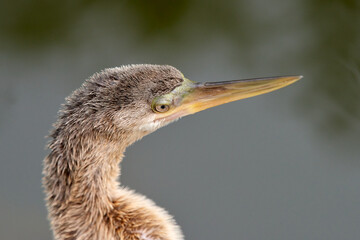 Anhinga