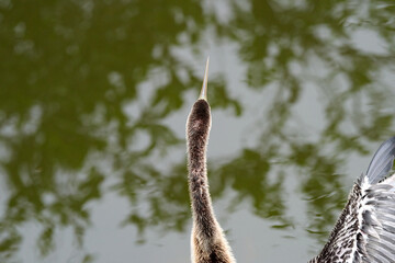 Anhinga