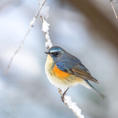robin on a branch