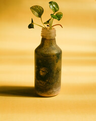 plant in dirty bottle vase with moss