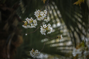 flowers in the forest