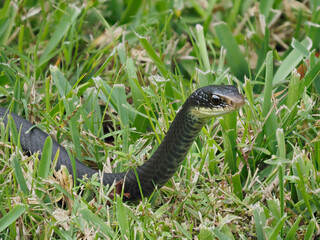 A Focus Stacked Image of a Black Racer Crawling Through the Saint Augustine Grass