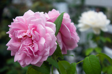 pink rose bush