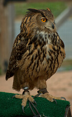 Eurasian Eagle Owl Rosamond Gifford Zoo Syracuse