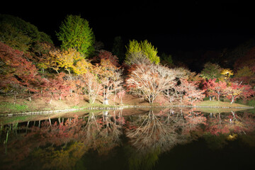 豊後大野市（朝地町）　用作公園ライトアップ