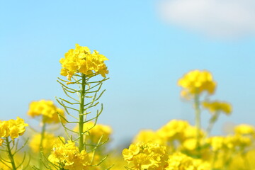 Obraz premium 菜の花と青空