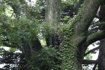 大木の幹に伝う蔓