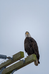 close up of a beautiful bald eagle resting on the side of a telephone pole