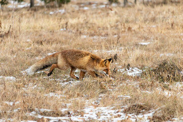In a forested area, a wild fox hunts down its prey in dry grass covered with snow