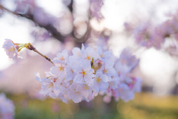 桜