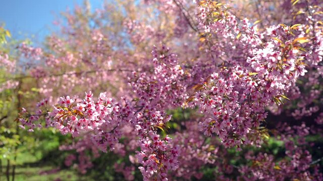 Beautiful blossom pink branch prunus serrulata at flower garden.