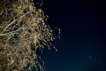 Fototapeta premium Winter night tree