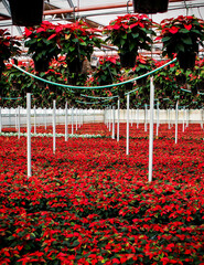 Poinsettia Greenhouse